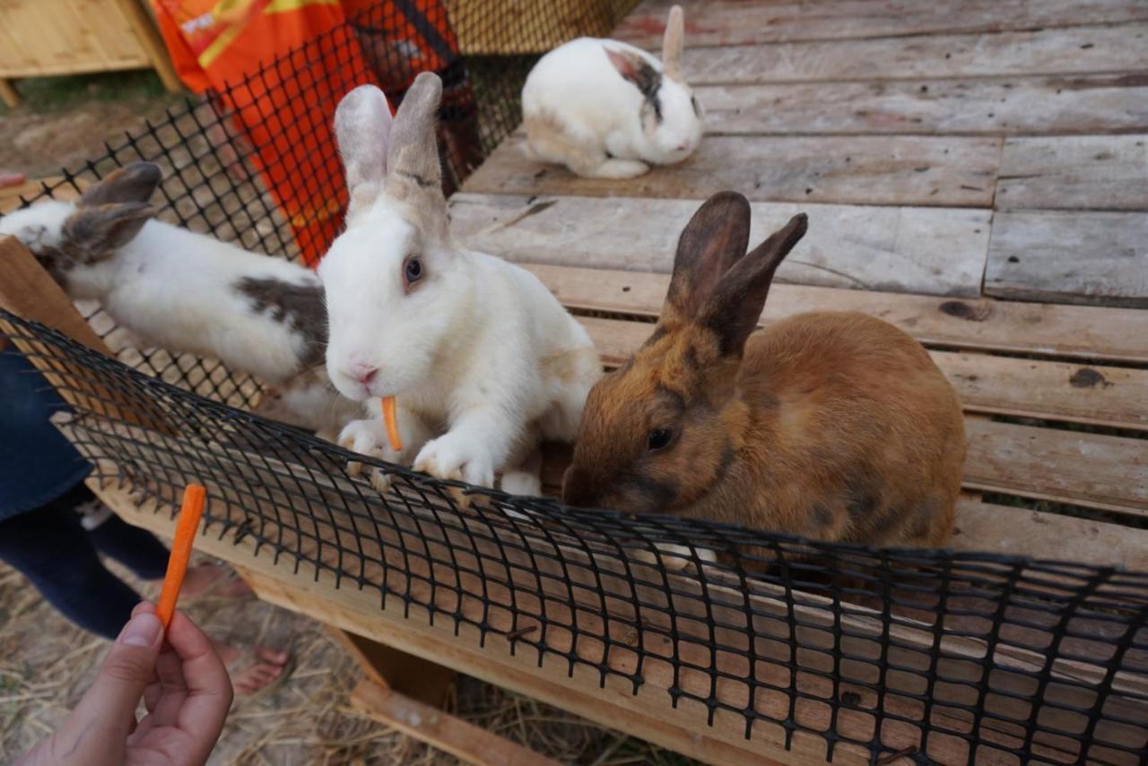ไร่นาบัวหลวง คาเฟ่ & ฟาร์มสเตย์ Raina Bualuang Cafe & Farm Stay Ban Na No Exterior photo