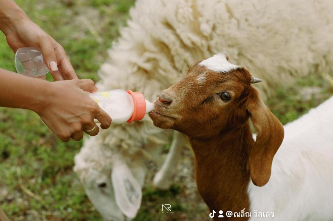 ไร่นาบัวหลวง คาเฟ่ & ฟาร์มสเตย์ Raina Bualuang Cafe & Farm Stay Ban Na No Exterior photo